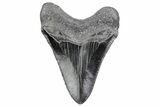 Serrated, Juvenile Megalodon Tooth - South Carolina #370186-1